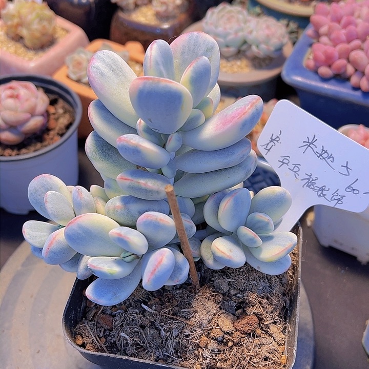 米*子乒乓福娘锦，多肉植物