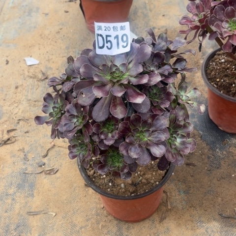 519黑元叶不包断枝