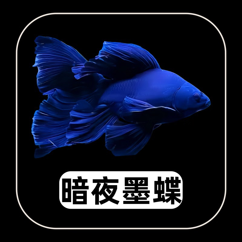 墨蝶22-25CM黑色蝴蝶鲤观赏鱼大鳍大尾广温鱼好养耐活