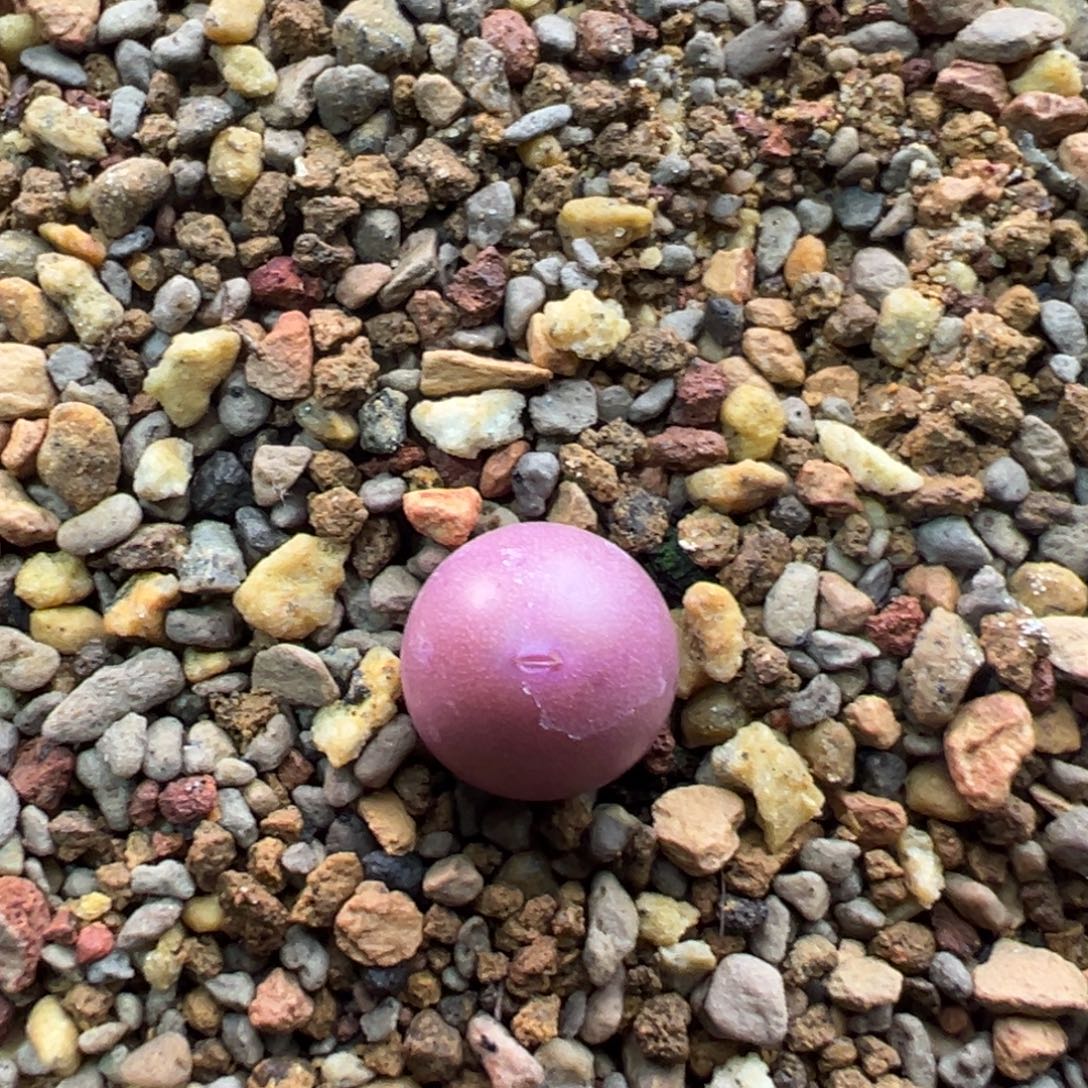 90多肉单头优选v嘴杂交一棵