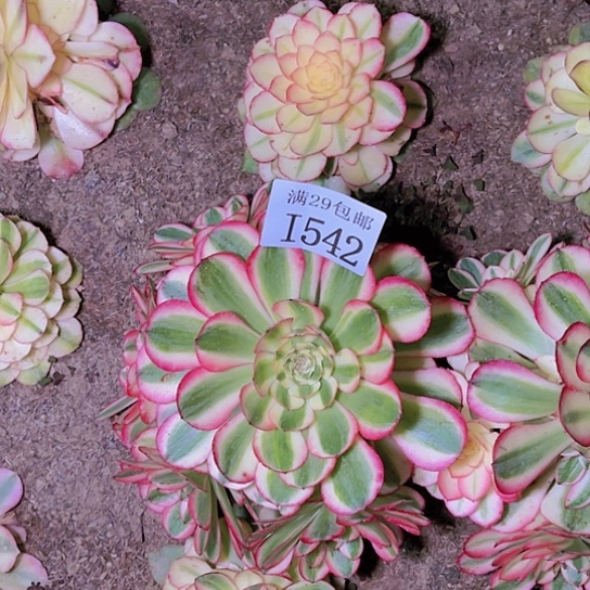 542倾城多肉植物