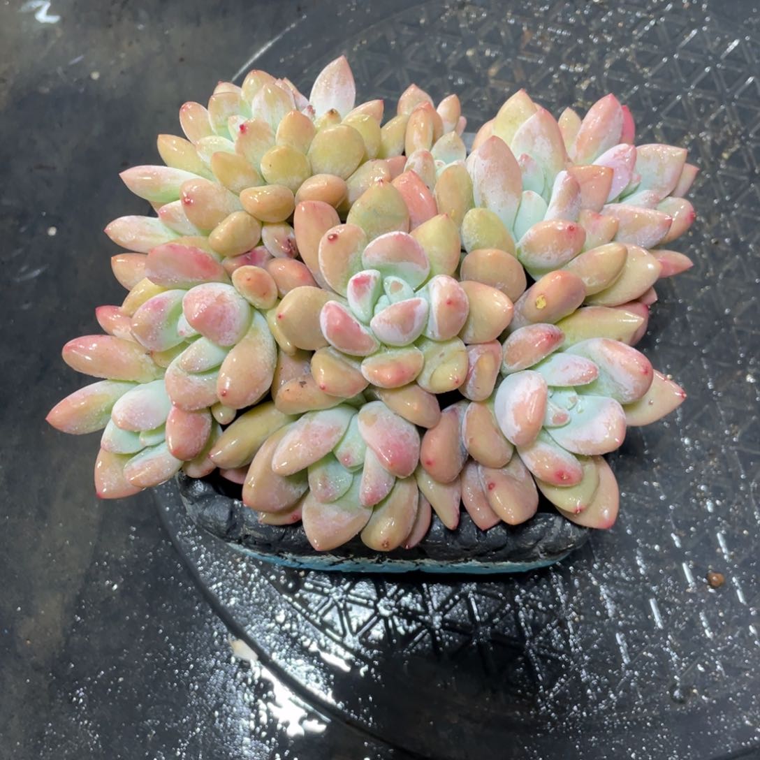 奥普满68包邮发中通快递