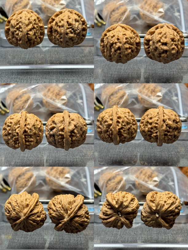 全品无修汉高山白狮子