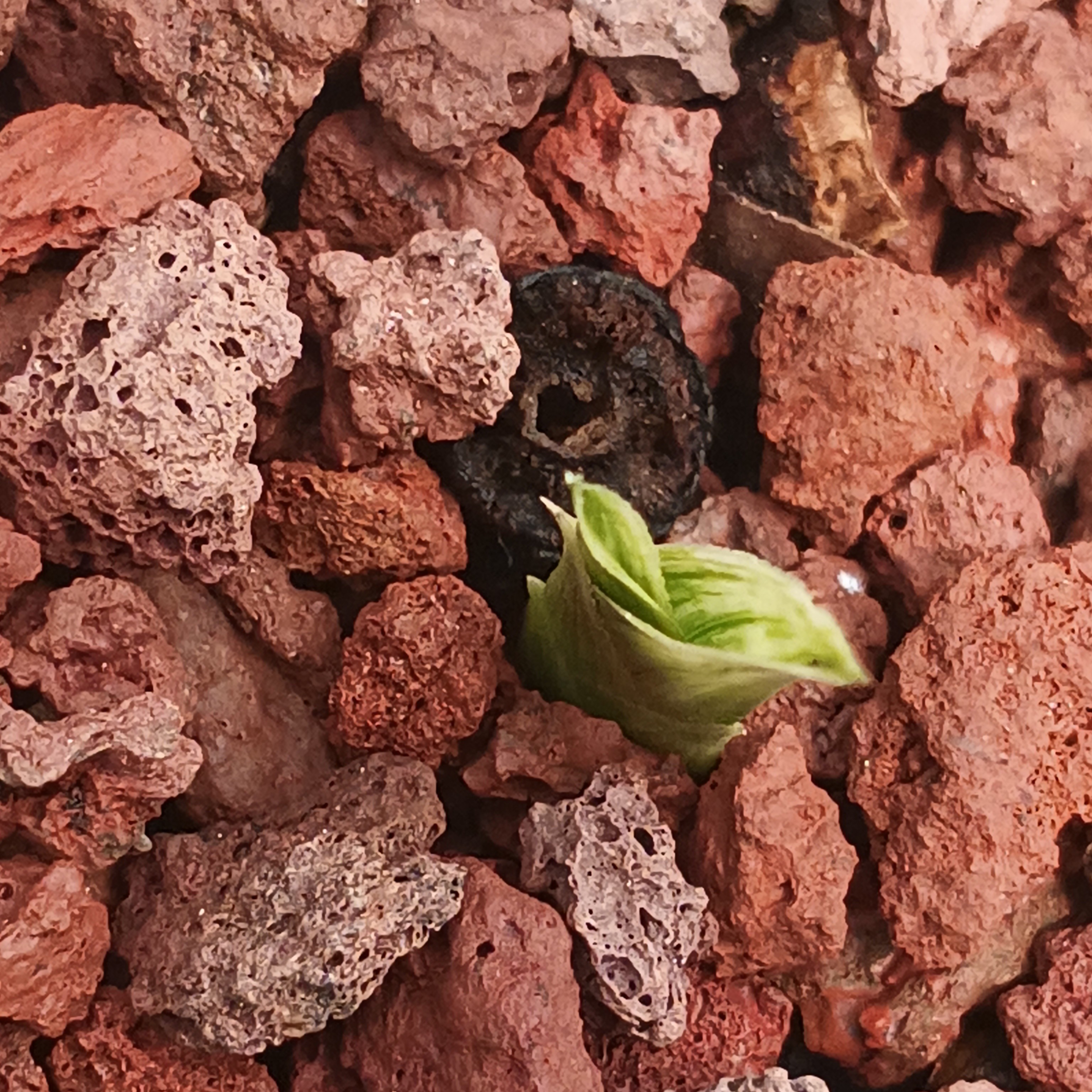 维西花香绿兰资源