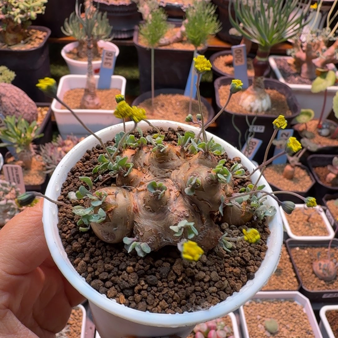 格加厚墩菊786 仙人球