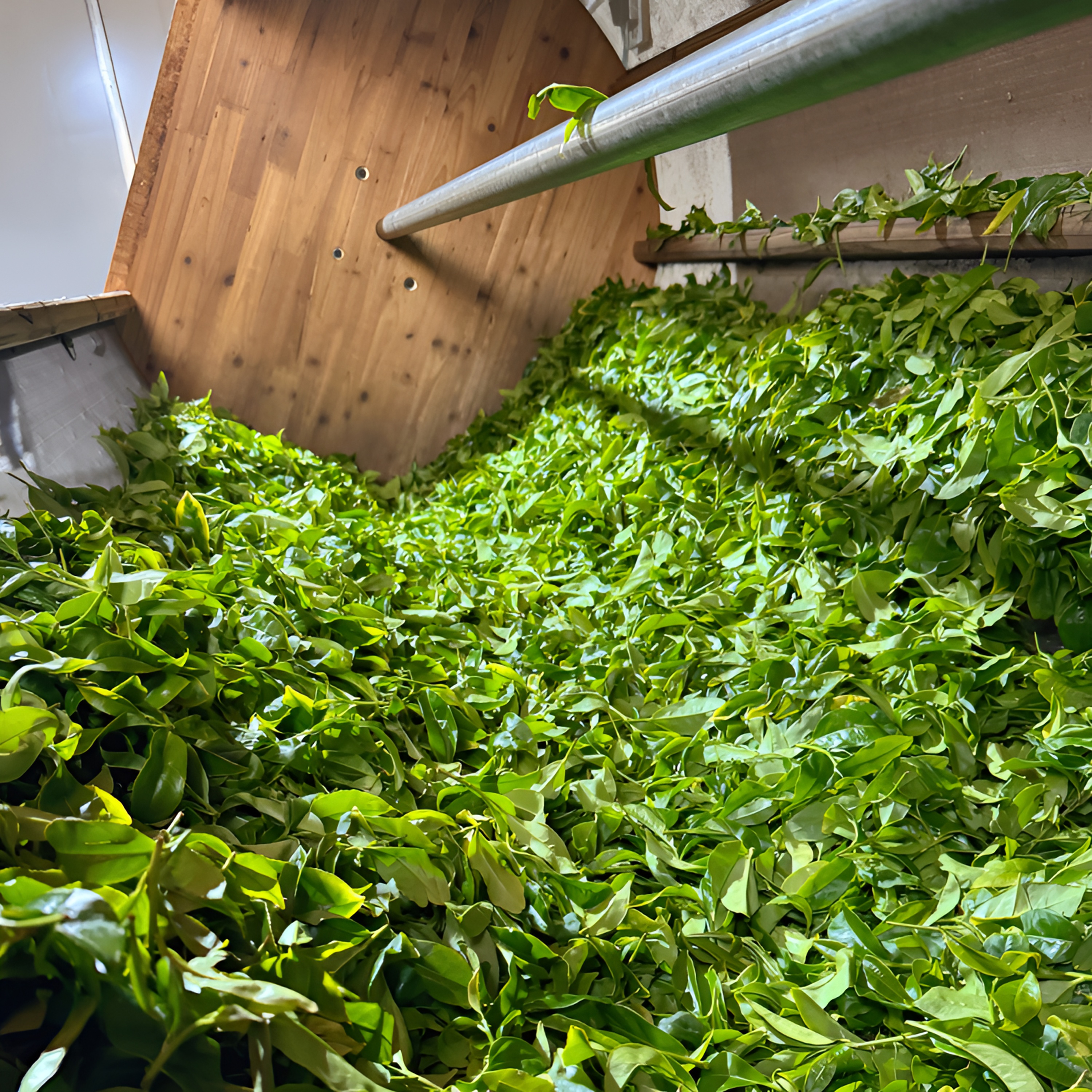 2025新茶【老枞茶虎蜜兰香】凤凰单丛茶 清香甘甜