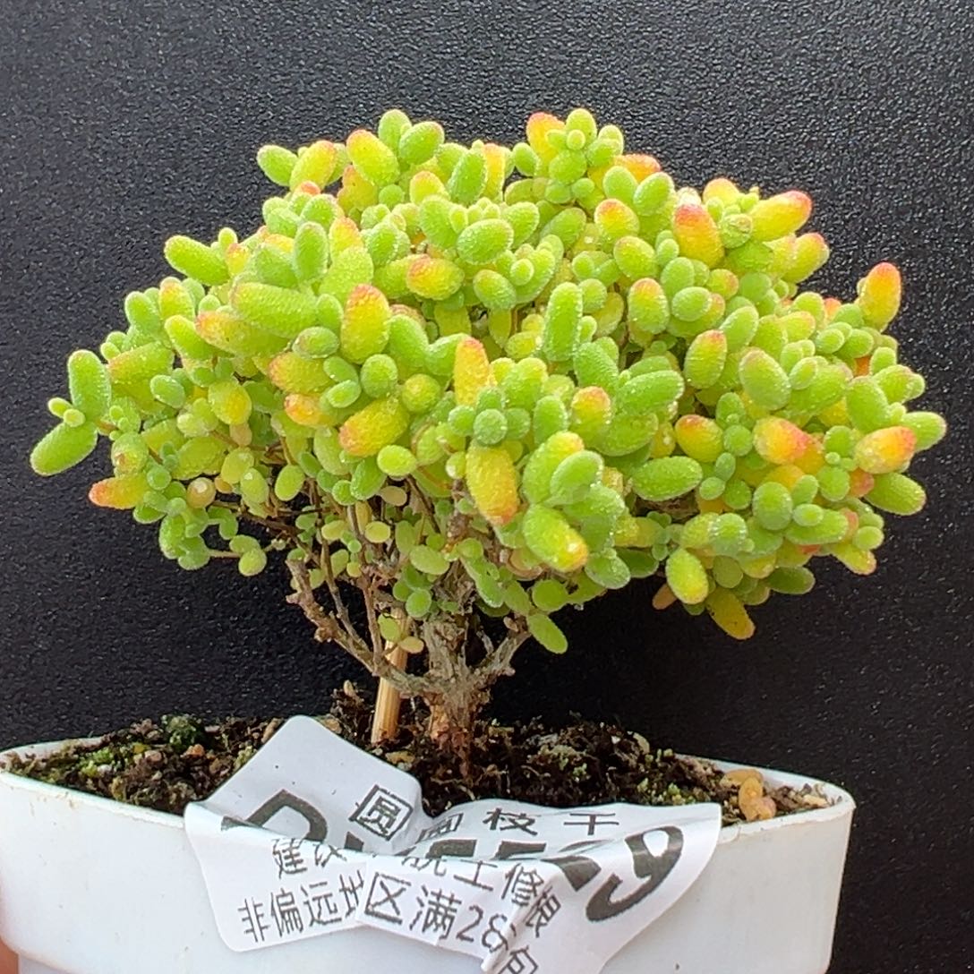 dy5529小精控老桩蜜橘糖球冠幅7cm
