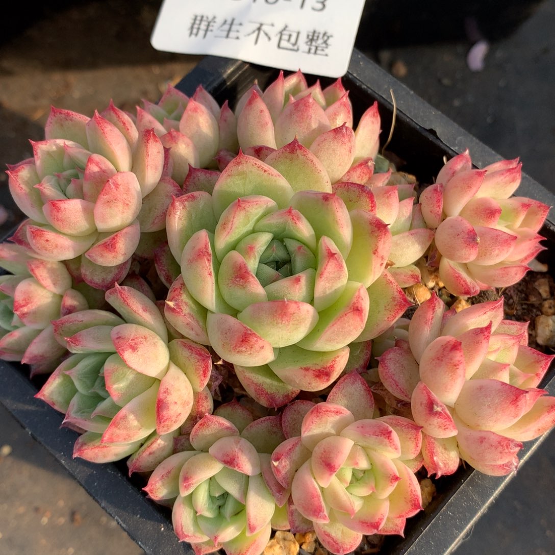 0310-13 麦杆优选