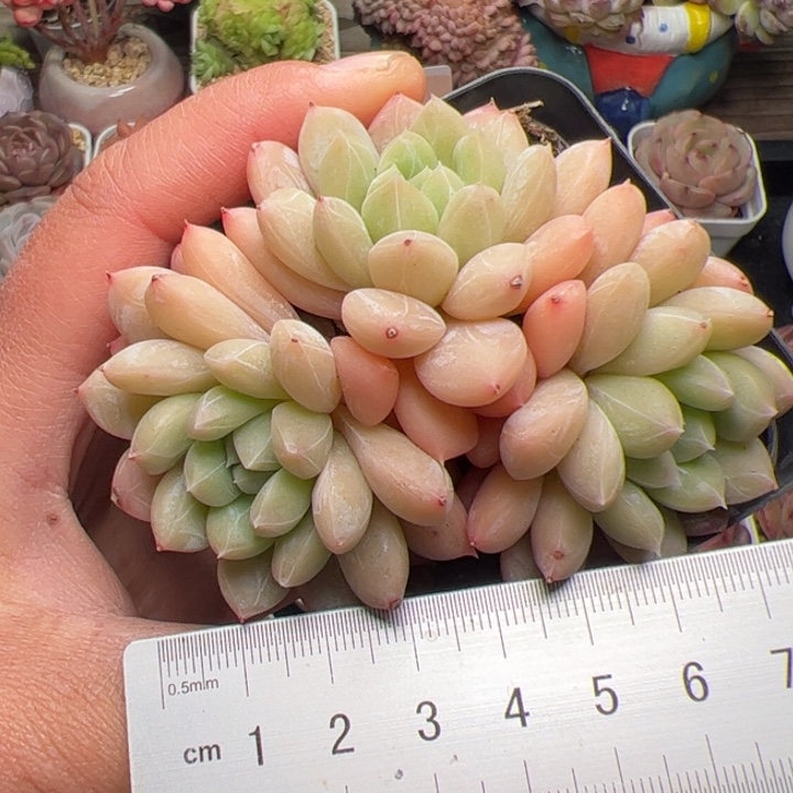 406 多肉植物组合盆栽