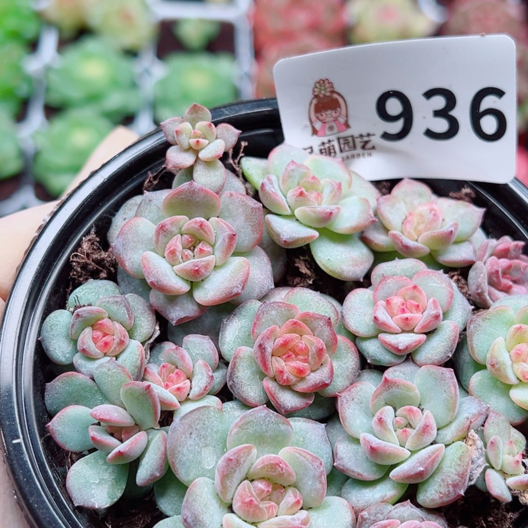 多肉植物多肉植物