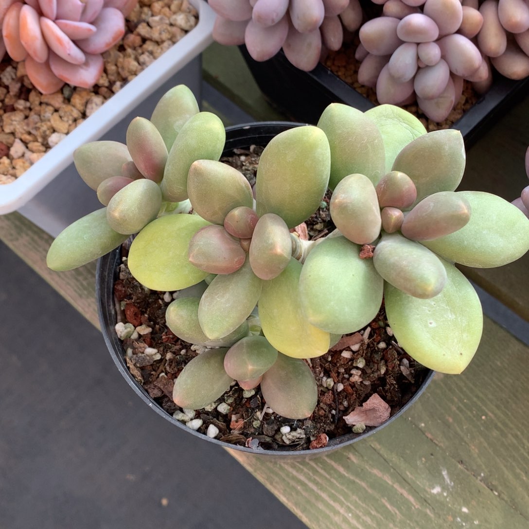 芒果奶 一颗 多头 