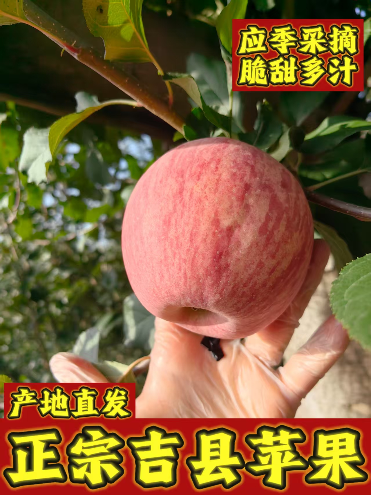 【顺丰】山西吉县红富士苹果脆甜多汁当季新鲜热卖水果产地直达