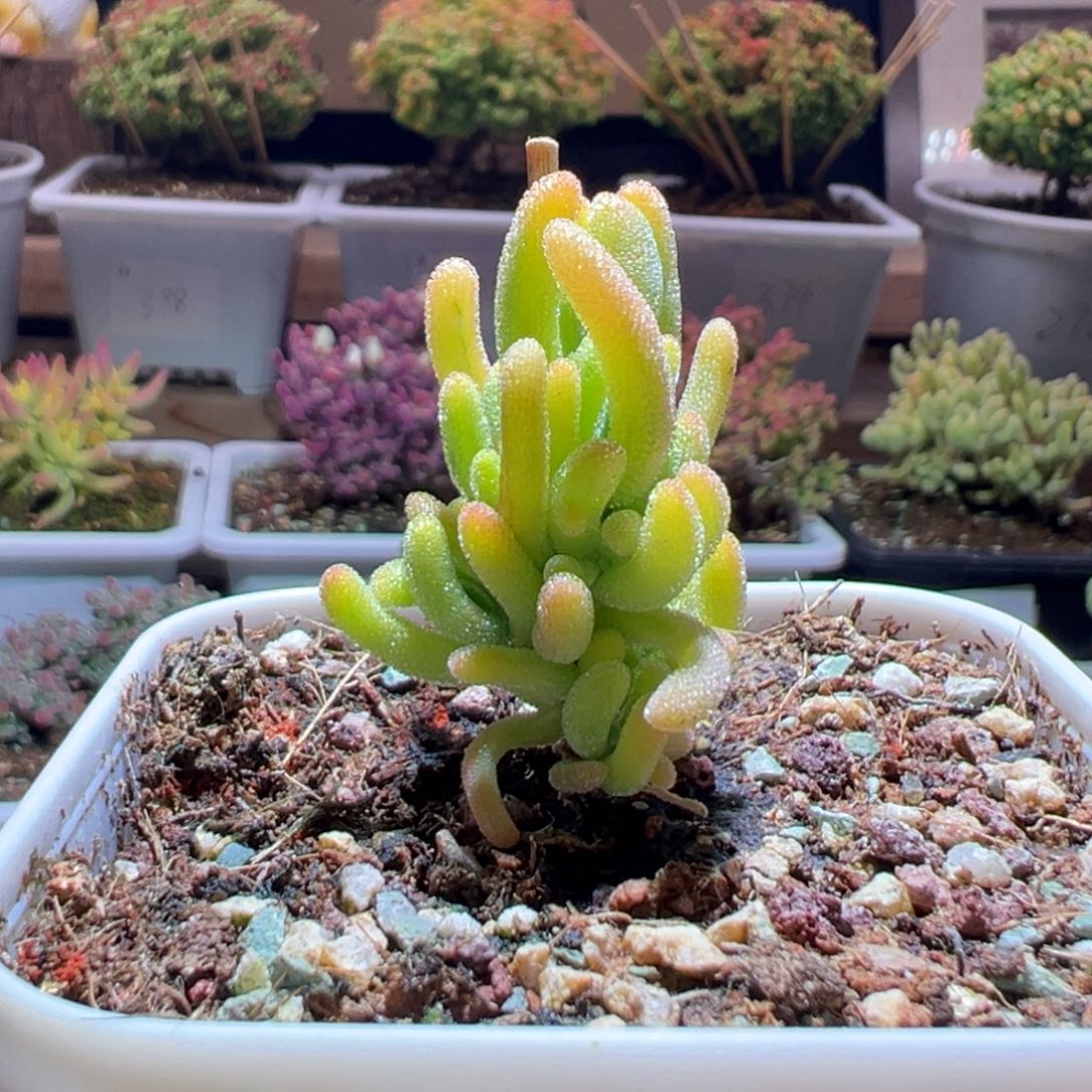 302橙叶奶黄锦一物一拍包开箱