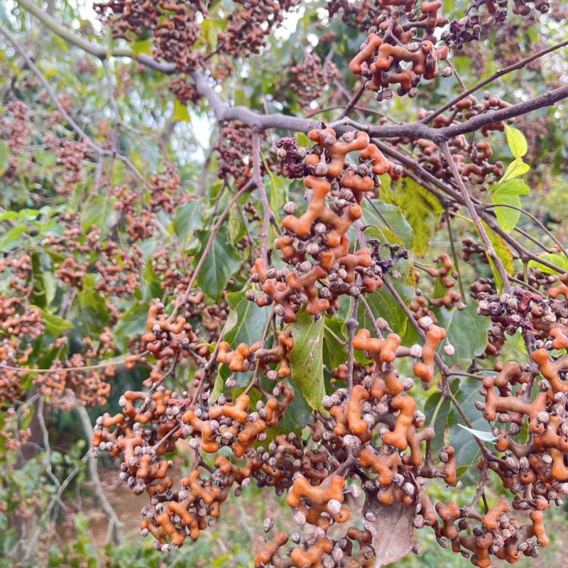 广西新鲜采摘野生拐枣万寿果鸡爪梨枳椇