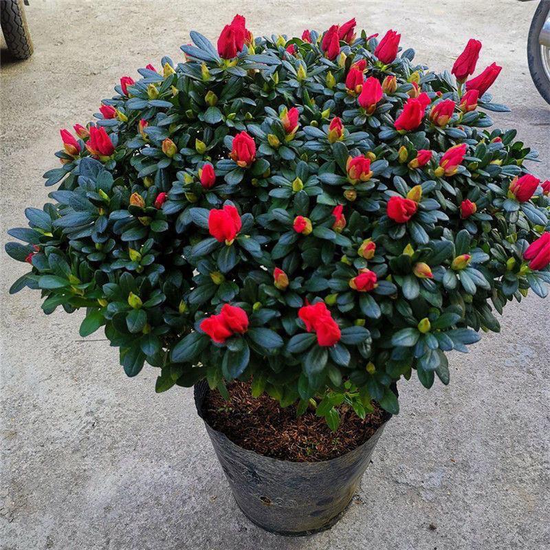带花苞特大杜鹃花盆栽四季开花老桩花卉室内外绿植阳台好养耐寒