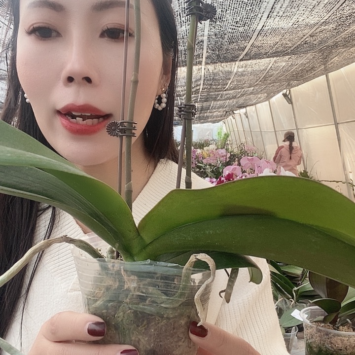 无花朵鲑鱼蝴蝶兰