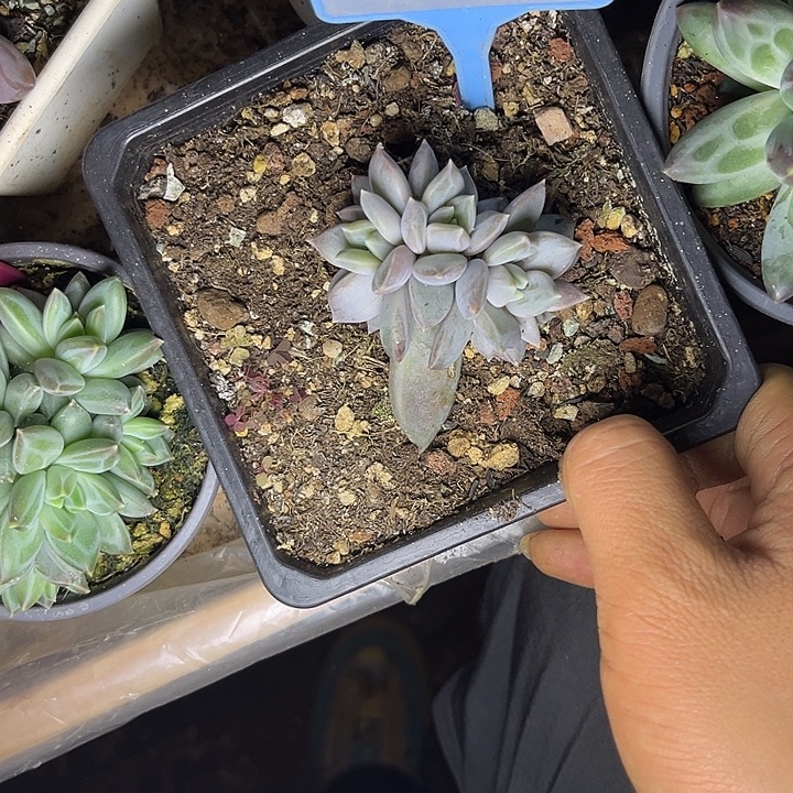 多肉植物邀月群034