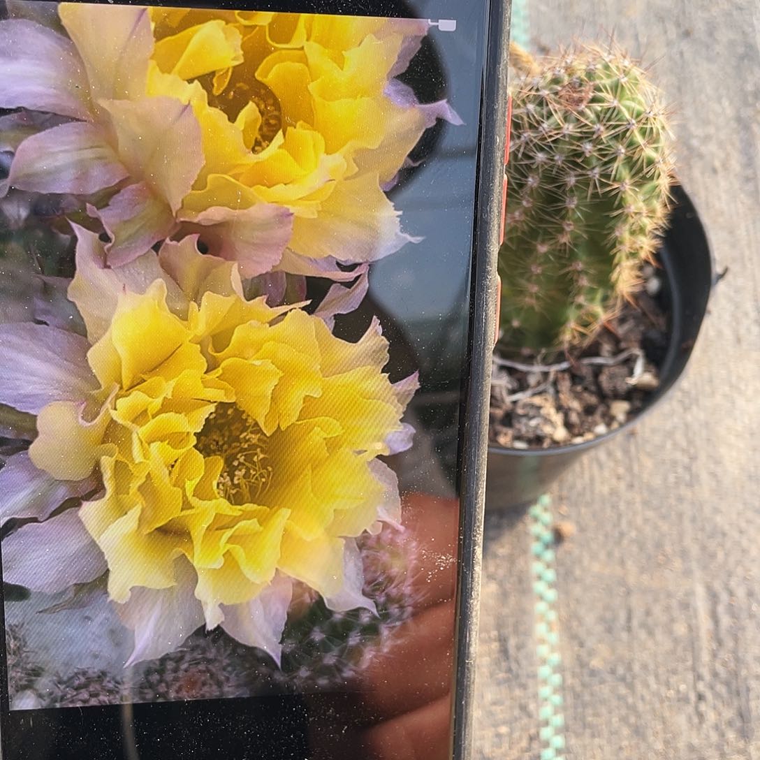 Cc187自根球4公分左右满18包邮