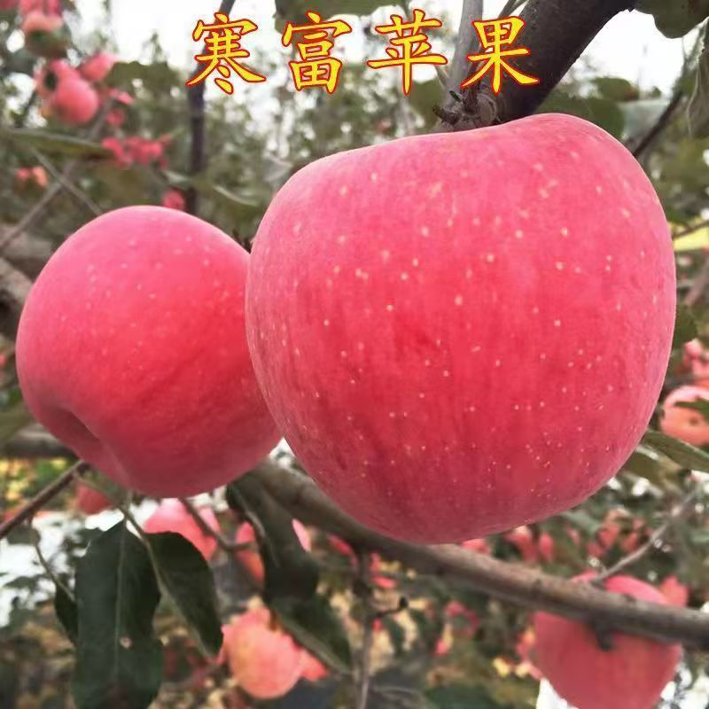 寒富苹果树苗嫁接脱毒抗寒耐涝耐旱基地直发大果脆甜多汁苹果树苗