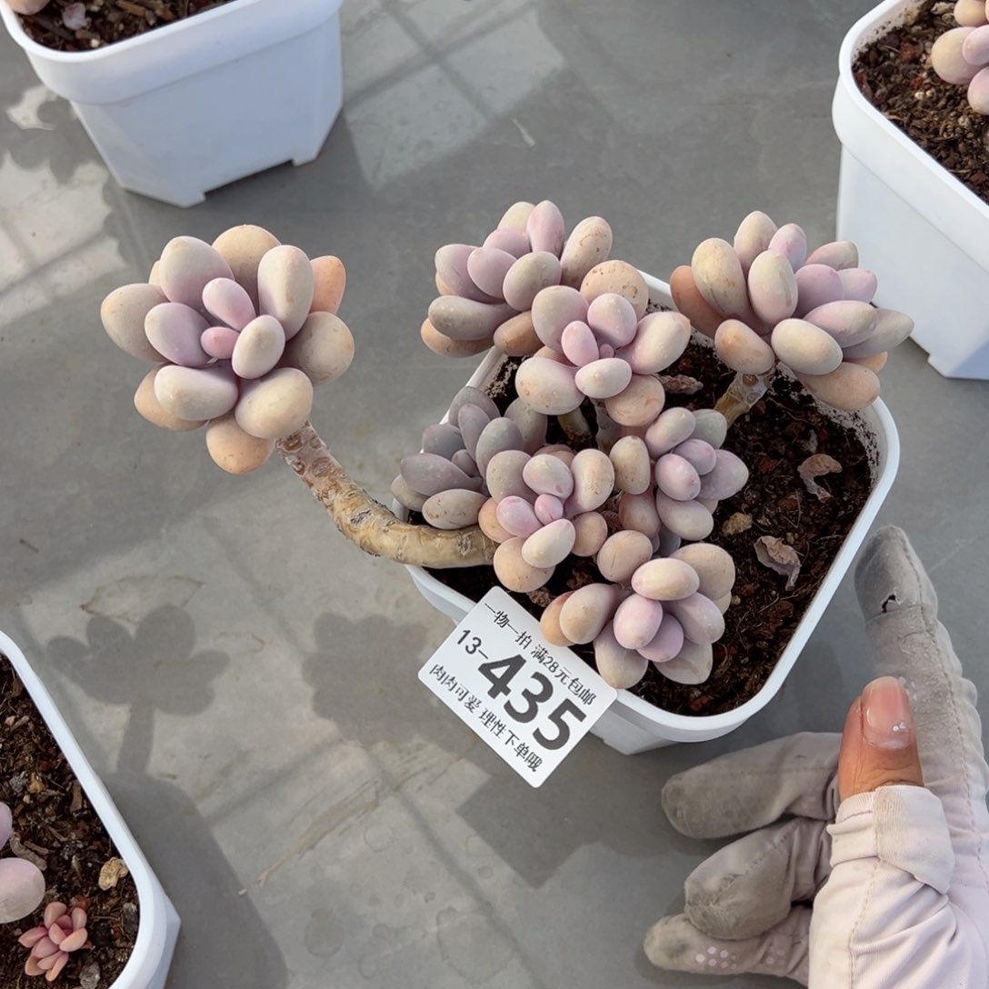 桃蛋多肉多肉多肉多肉，