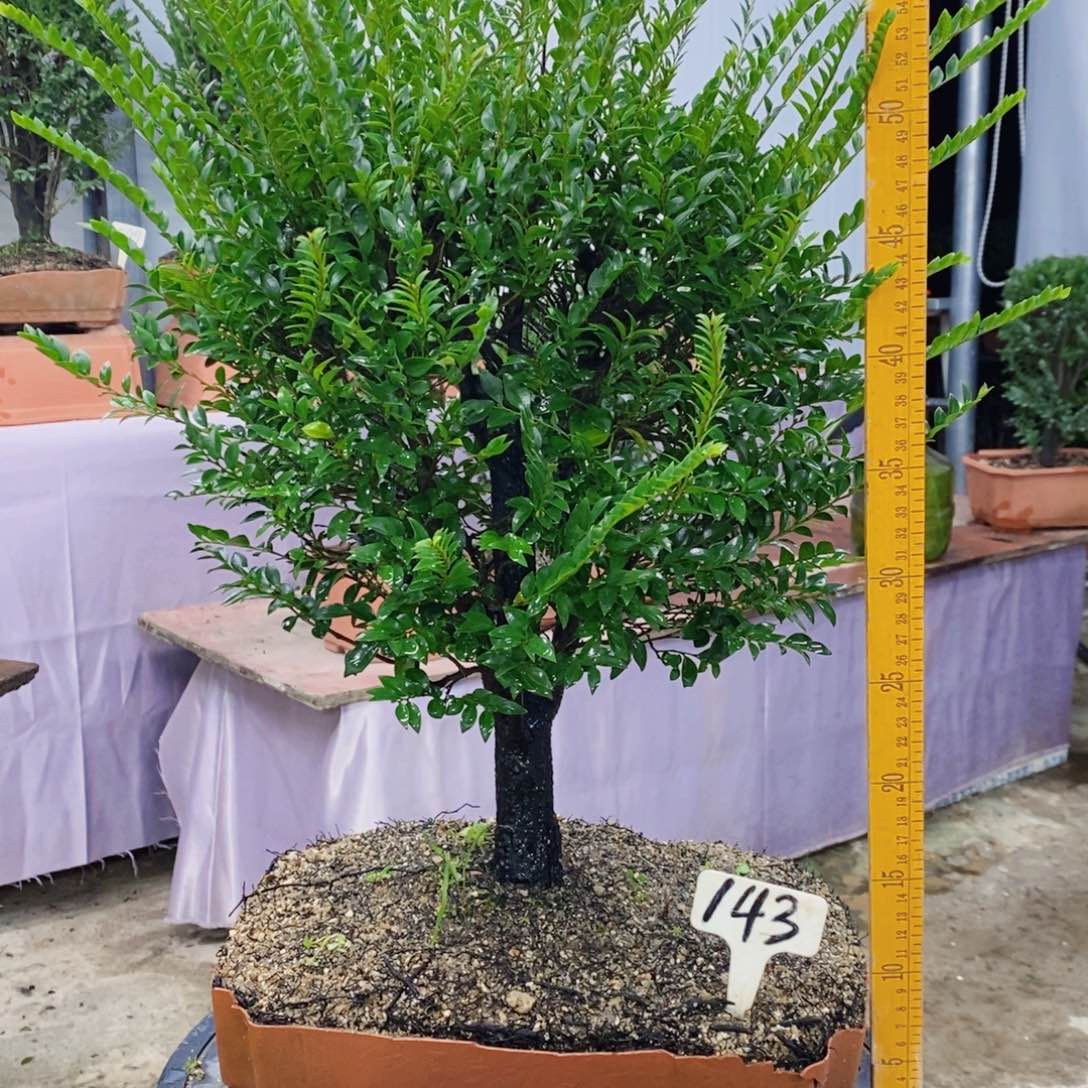 当前无花朵，栽培后可花朵小叶紫檀143号