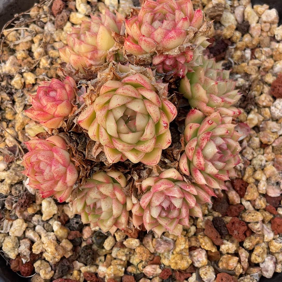 多肉植物一物一拍