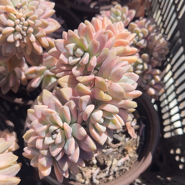 淡雪锦朵朵缀。                 