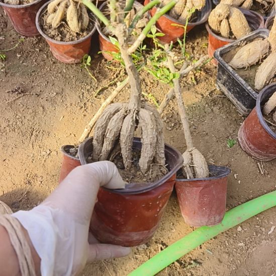 喜***洋月之桂一颗脱土发货