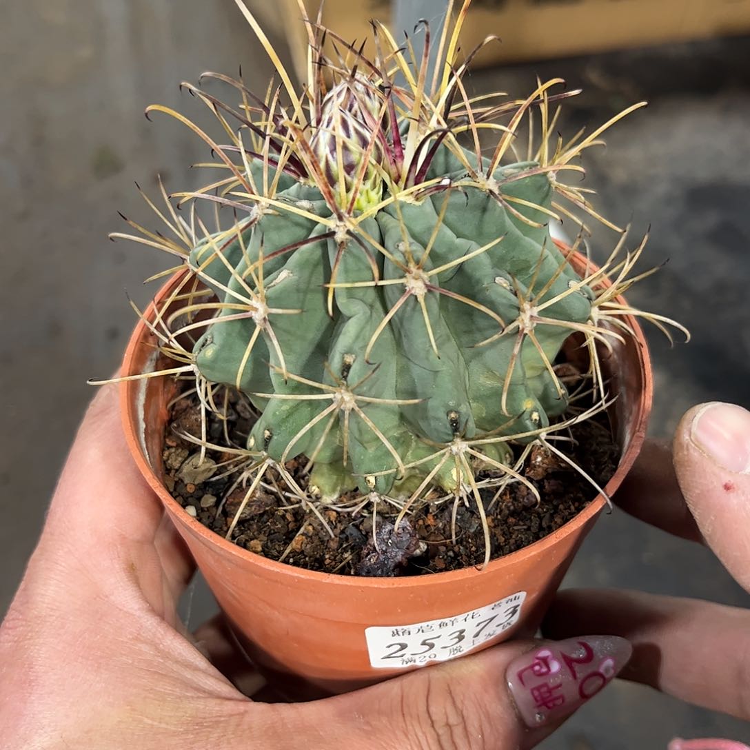 25373一物一拍单头发货