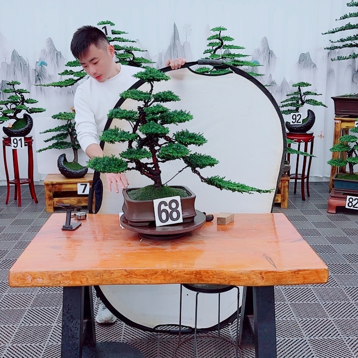 无花朵松柏盆景，一物一拍