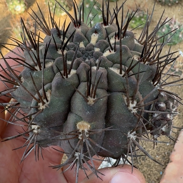 伏龙玉有根微瑕555555