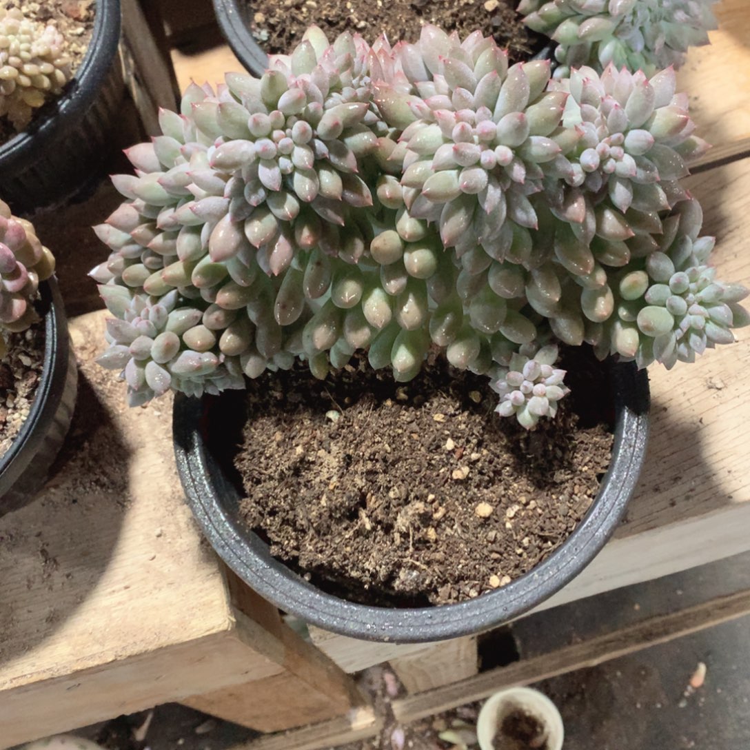 多肉植物所里门缀