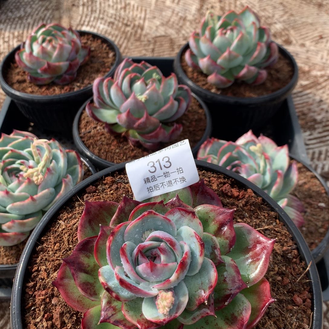 313惊鸿单头。尺寸11。多肉植物