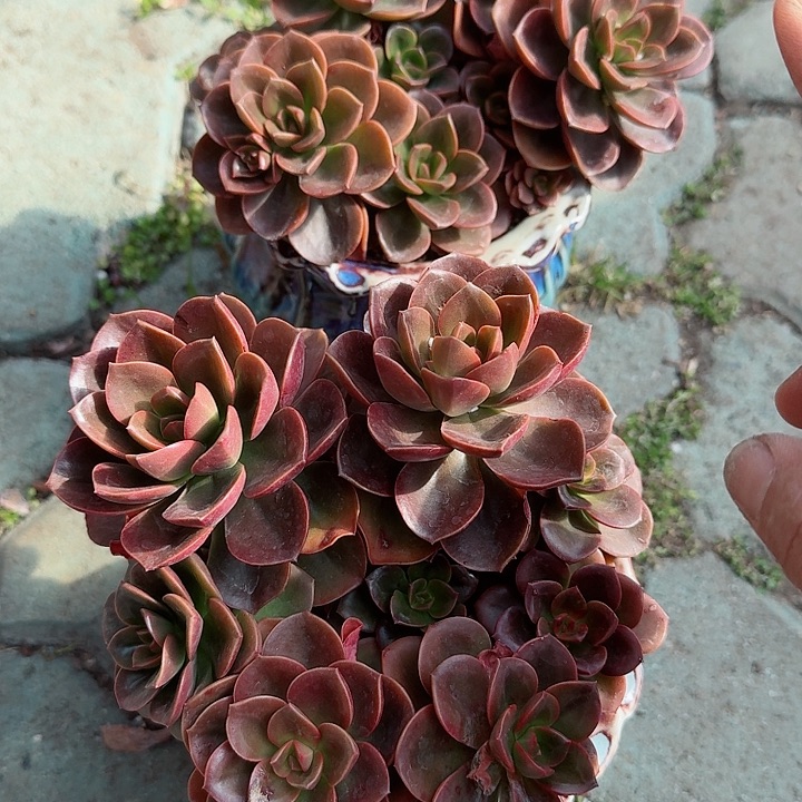 两人巧克力方砖带盆