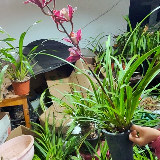 无花朵虎头兰细叶红花