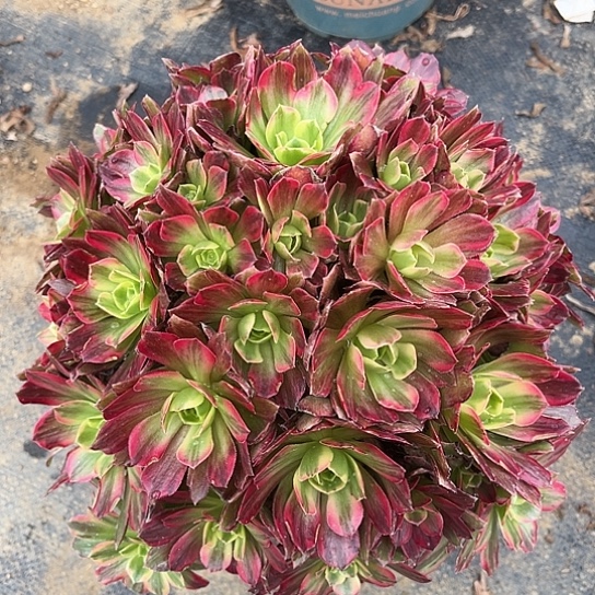 多肉植物安娜锦16