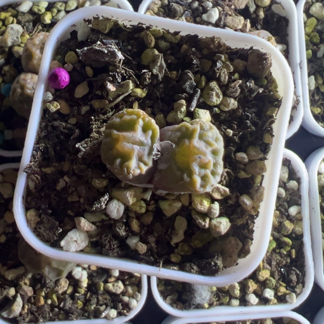 嗯***啊专拍专拍 肉锥植物