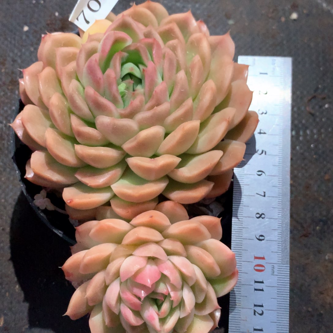 7057不包整散掉头不售后