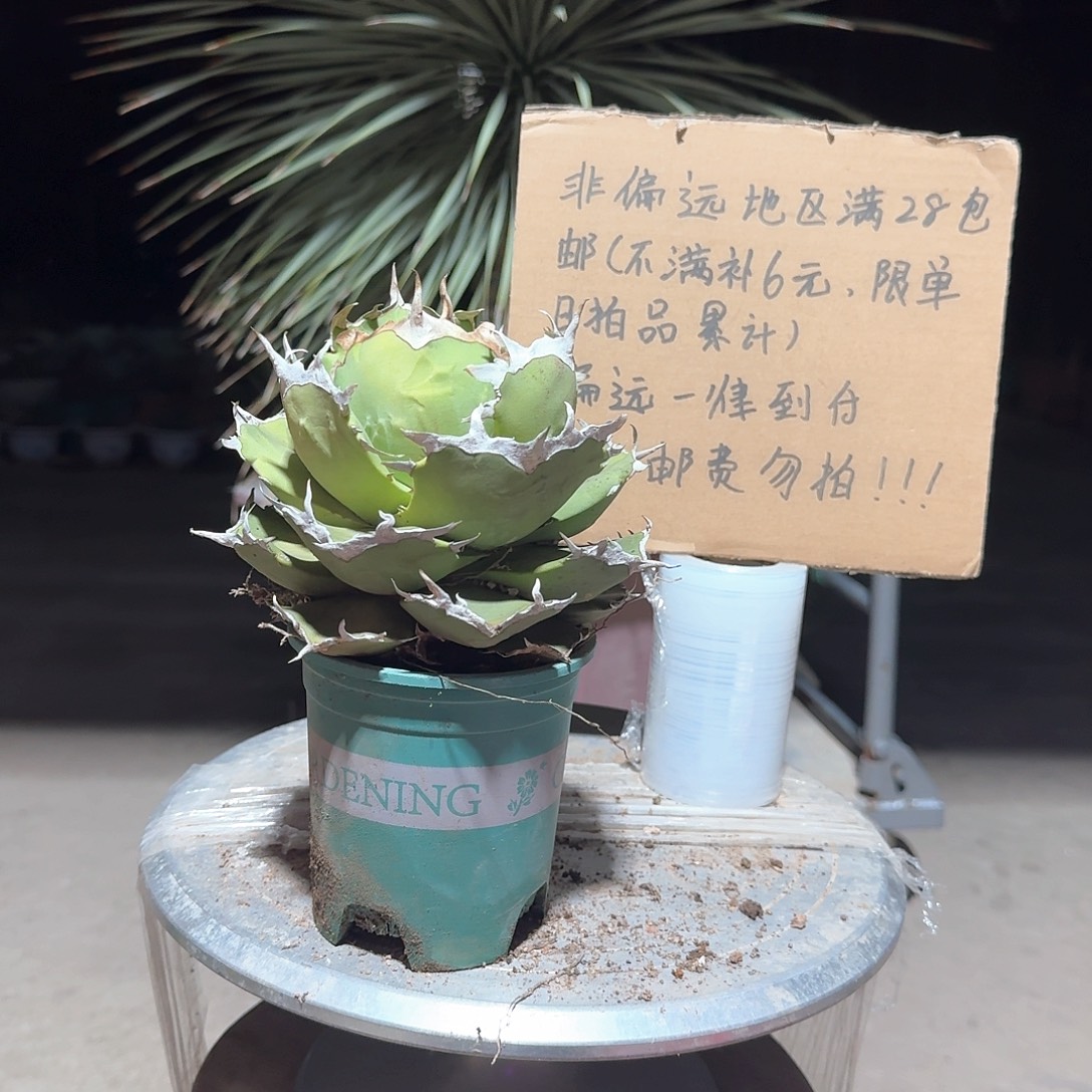 完全开放螃蟹仁王冠龙舌兰一一