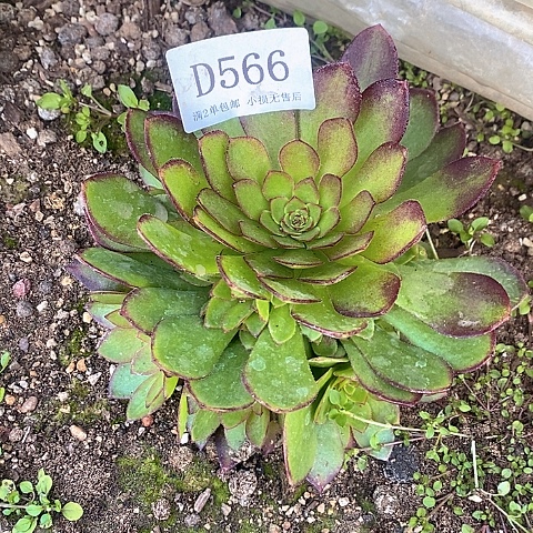 566桃花石多肉法师锦