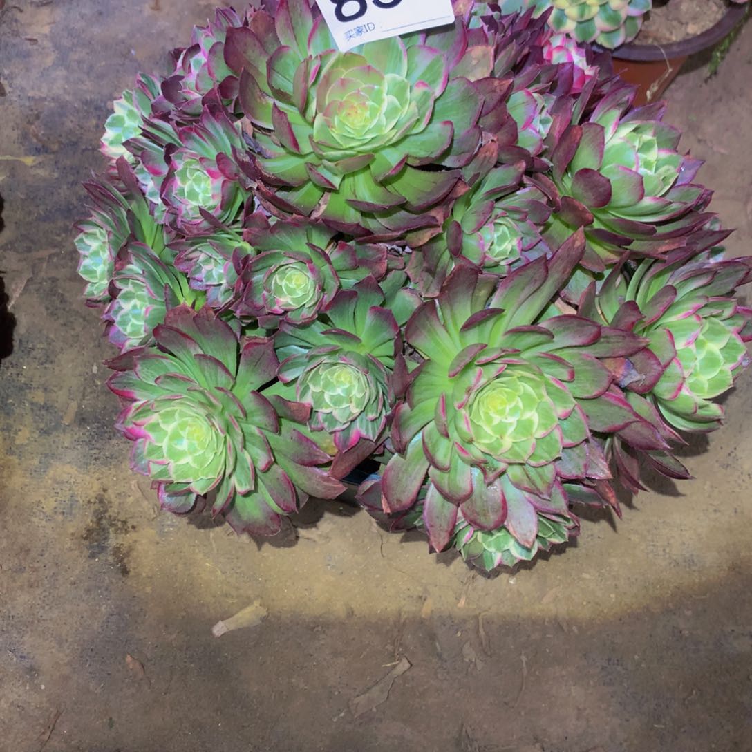 法师多肉植物850