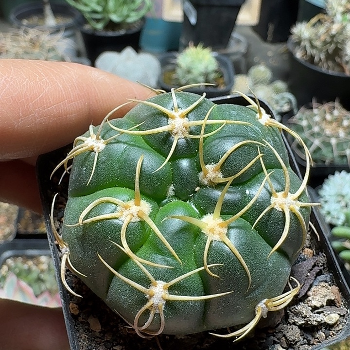 450高木海王脱土发货