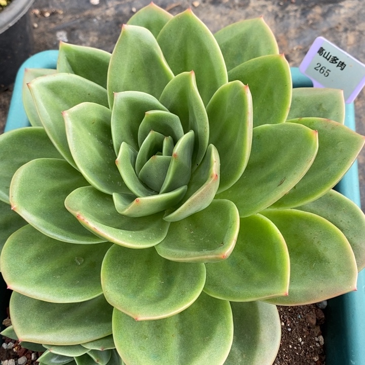 D265- 直播福利 翠鸟