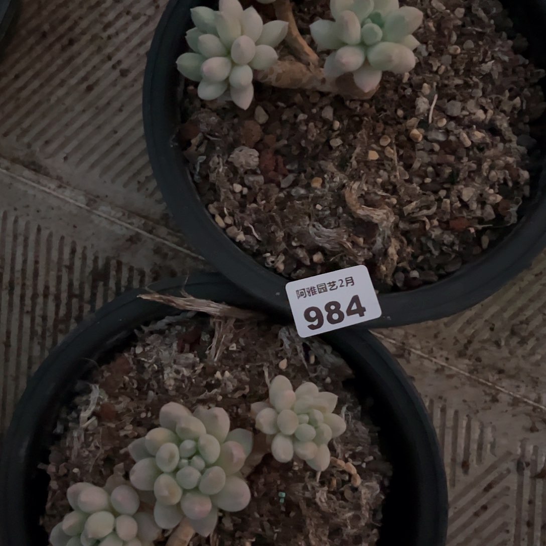 阿雅园艺。      984