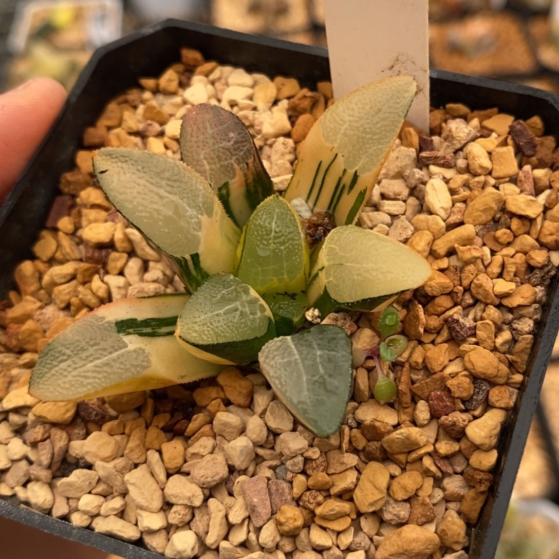 427网纹克多肉植物