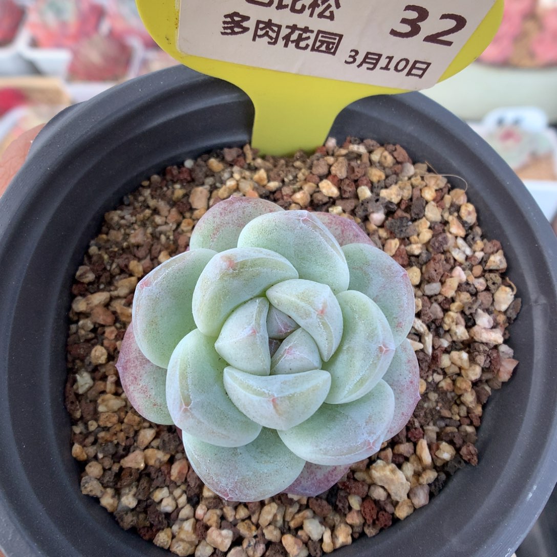 32冰玉多肉植物福利