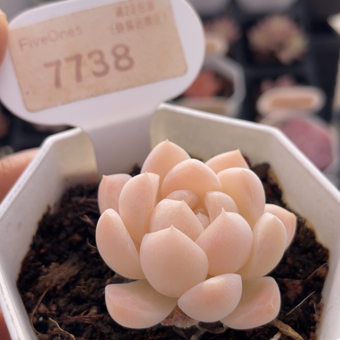 白桃汽水7738-4.0厘米