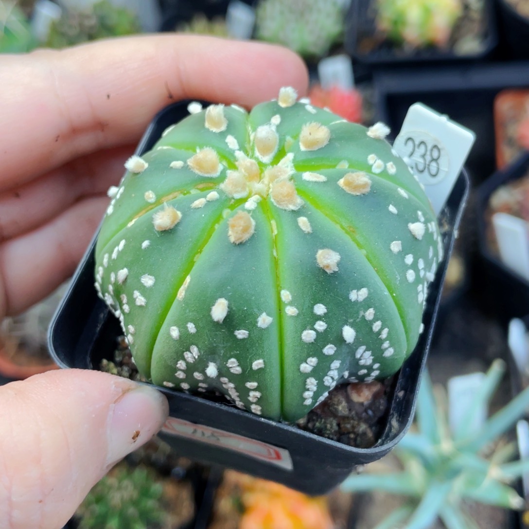 盆5公分满25包邮裸根发货