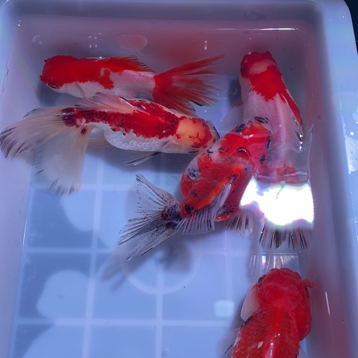 龙睛金鱼精品国狮