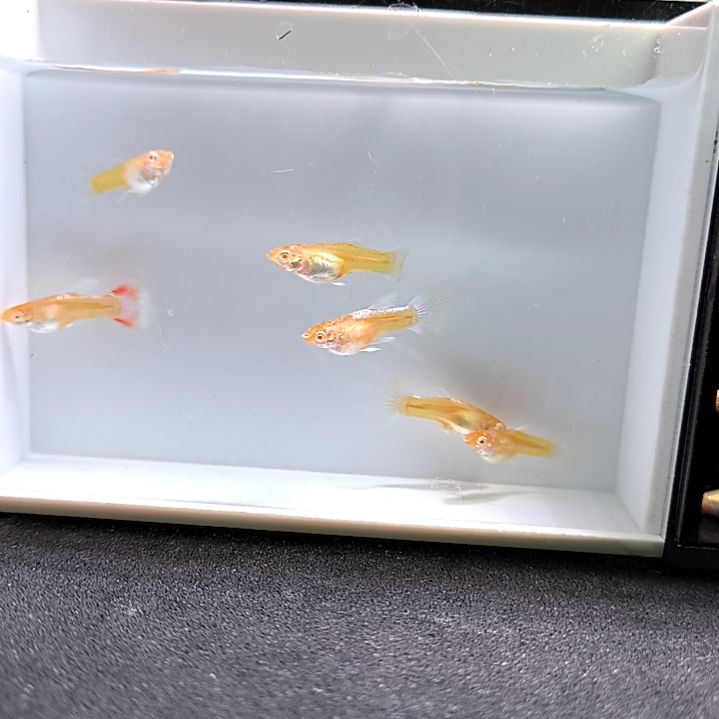 孔雀鱼精品孔雀鱼，紫白，蓝白极光。落日黄金共二十二条